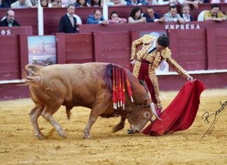 Así toreó Juan Ortega en la Picassiana de Málaga (Galería de David Bracho)