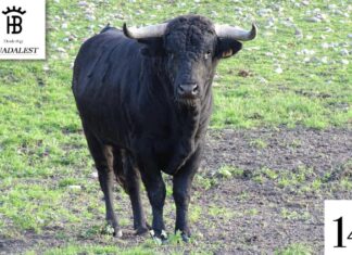 Los novillos y la cuadrilla de Curro Márquez para esta tarde en Talamanca de Jarama