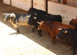 Orden de lidia y cuadrillas para el XX Aniversario de Alternativa de Salvador Vega en Algeciras