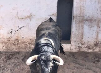 Desembarcados los toros para la Feria de Primavera de Antequera