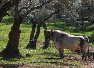 Jornada formativa sobre el toro bravo en el Colegio de Veterinarios