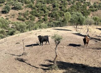 Cortes de la Frontera cuida al toro en la plaza y en las calles