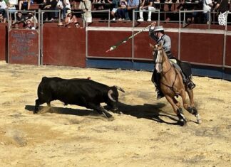 Triunfal regreso de los toros a Montecorto tras 20 años de ausencia