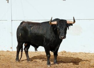 Orden de lidia y cuadrillas de la última corrida de la Feria de Málaga 2023