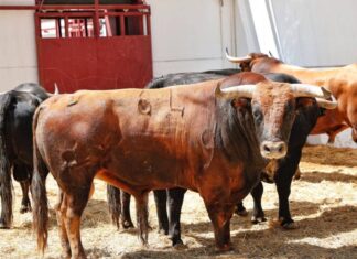 Orden de lidia y cuadrillas de la corrida del Lunes de Feria