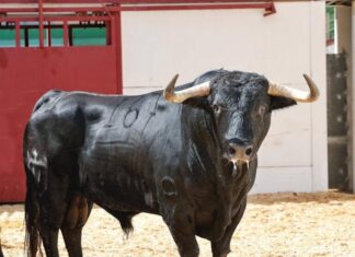 Orden de Lidia y Cuadrillas para la Alternativa de Santana Claros