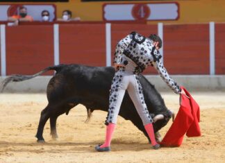 Moli de Ronda ya tiene fecha y plaza para su debut con picadores