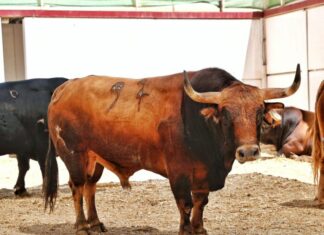 La Peña Juan Breva vuelve a valorar la mejor corrida de la Feria de Málaga