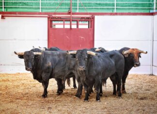 Orden de lidia, cuadras y cuadrillas de la Corrida de Rejones