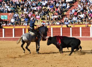 Ferrer Martín viaja a Antequera con una oreja cortada en La Rioja