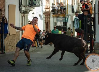 Benarrabá recupera la suelta de vacas en sus calles este 1 de octubre