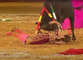 Una fuerte voltereta retira a Carlos Moreno de la lluviosa final del Certamen de Becerradas en Estepona