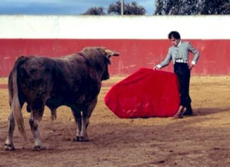 Ignacio Candelas se exige con el primer cinqueño de su vida en el campo