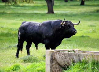La Peña de Cártama prepara su primera visita ganadera de 2024