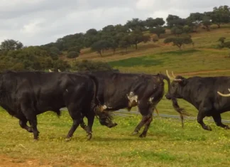 La Peña de Cártama comienza abril visitando Jandilla
