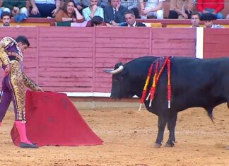 Pablo Páez comienza la temporada con cuatro orejas en Montoro