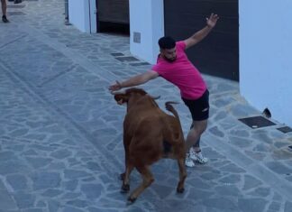 Montecorto vive la suelta de vaquillas como punto fuerte de sus fiestas