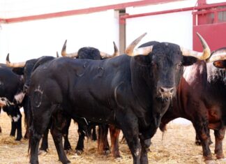 Orden de lidia para la corrida de Lagunajanda que se lidia hoy en Málaga