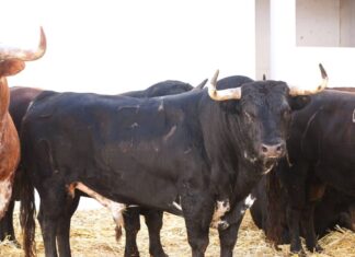 Orden de lidia y cuadrillas para la corrida de Murteira Grave de esta tarde en Málaga