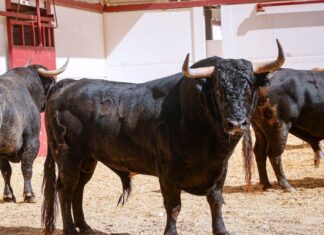 Orden de lidia y cuadrillas para el cierre de la Feria de Málaga