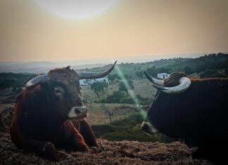 La ganadería de La Condesa se anuncia por primera vez en un cartel de lujo