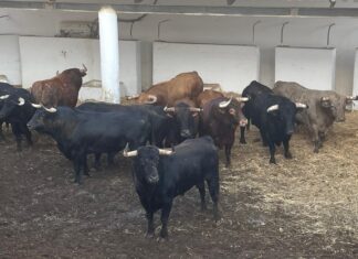 Orden de lidia y cuadrillas para la Corrida Monstruo de Candiles en Marbella