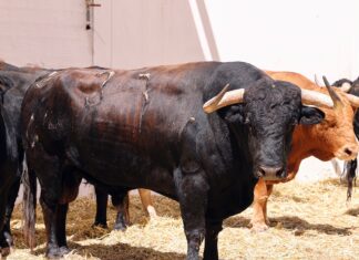 Orden de lidia y cuadrillas para la Corrida Picassiana 2024