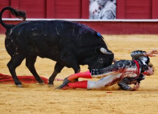 Fortes salió a hombros con una cornada de 14 y 20 centímetros en el muslo derecho