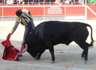 Silencio en su lote para Pablo Páez en la Feria del Arroz de Calasparra