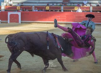Cornada interna al banderillero Alejandro Sanchez que provoca una rotura de fibras
