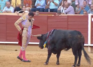 Fortes en estado puro. También en Montoro y en cualquier plaza donde lo anuncien