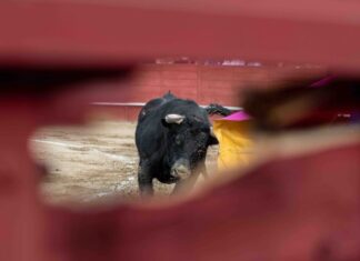 El Circuito de Andalucía abre el plazo de inscripción para las ganaderías participantes en 2025