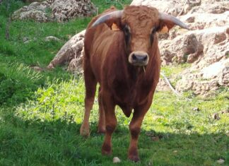 La ganadería de Los Palacios prepara su relanzamiento