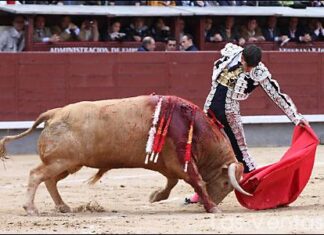 Oficial: Fortes regresa a San Isidro el 21 de mayo