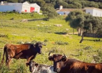 La previsión de lluvia obliga a aplazar el evento del Día de Andalucía en la Finca del Maestro Galán