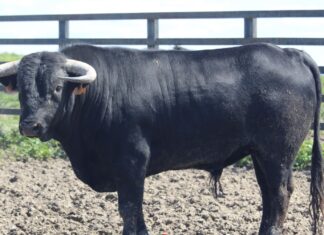 Orden de lidia y cuadrillas para la novillada del Circuito de Andalucía en Marbella