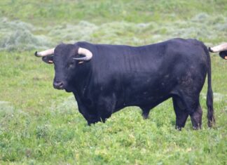 Los seis de Fermín Bohórquez para la segunda del Circuito de Andalucía en Marbella
