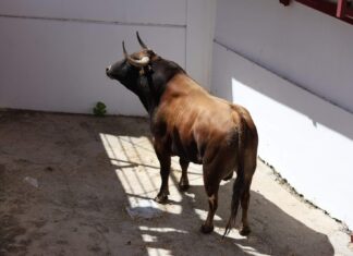 Orden de lidia y cuadrillas para la Corrida Picassiana 2025