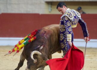 Las reses de Manuel Blázquez contribuyen a la triunfal reinauguración de los toros a Los Barrios