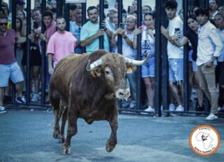 Cortes de la Frontera anuncia sus fechas taurinas para este verano de 2025