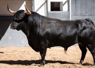 Estos son los toros de Arauz de Robles que le han correspondido a Fortes en Las Ventas