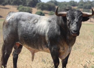 Orden de lidia, cuadrillas y los toros de Miura que estoqueará hoy Fortes en Algeciras
