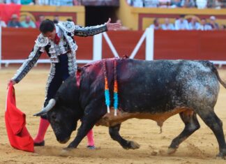 Dos Miuras no sirvieron en Algeciras… y los dos fueron para Fortes