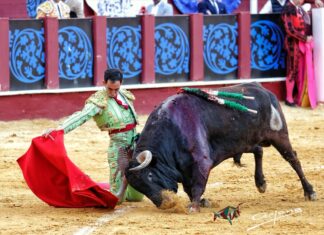 Pamplona espera a Fortes en el mejor momento de su carrera
