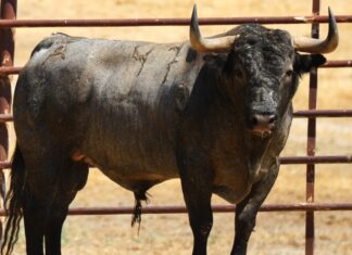 Cuadrillas, orden de lidia e imágenes de los Victorinos que estoqueará Fortes esta tarde en Mont de Marsan