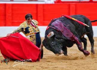 Otra importante faena de Fortes sin espada en Santander