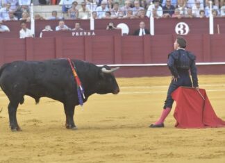 Curro Márquez suma nuevas fechas para primeros de agosto