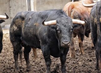 Orden de lidia, cuadrillas y astados para esta tarde en Santander, donde torea Fortes