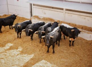 Orden de lidia, cuadras y cuadrillas para la corrida de rejones de la Feria de Málaga