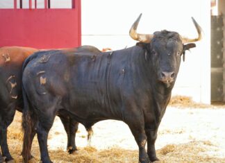 Orden de lidia y cuadrillas para la primera corrida de Feria